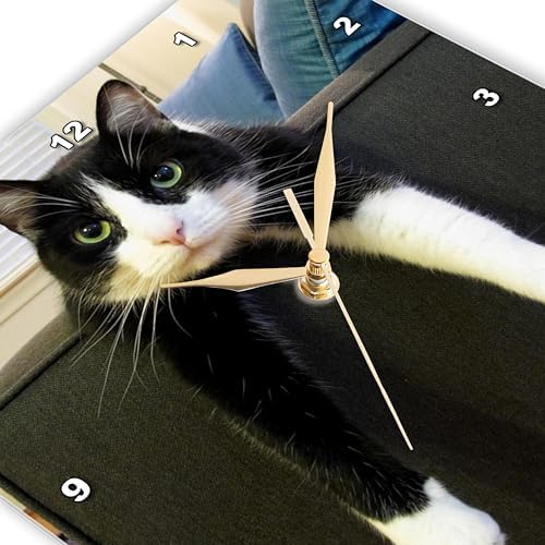 3dRose dpp_23450_2 Black and White Cat with Nothing To-Do Wall Clock, 13 by 13-Inch