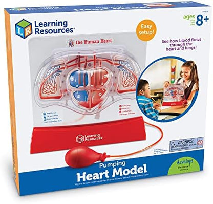 Learning Resources Pumping Heart Model